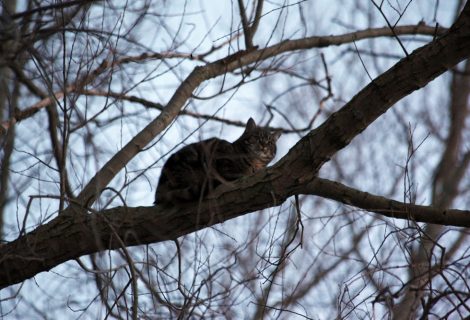 Brandweer Heino redt kat uit boom Prins Bernhardstraat