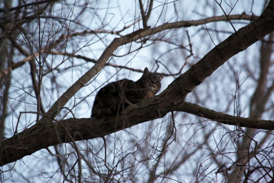 Brandweer Heino redt kat uit boom Prins Bernhardstraat