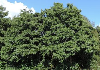 Bomen blijven voor overlast zorgen in Heino-Zuid