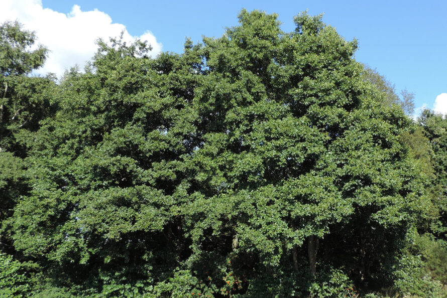 Bomen blijven voor overlast zorgen in Heino-Zuid