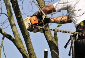 Top Garden Hoveniers breidt uit met Top Tree Boomverzorging