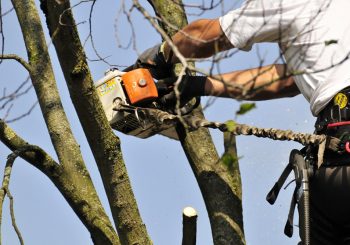 Top Garden Hoveniers breidt uit met Top Tree Boomverzorging