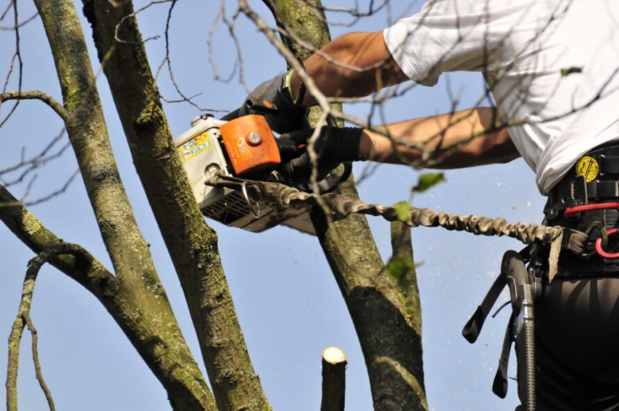 Top Garden Hoveniers breidt uit met Top Tree Boomverzorging