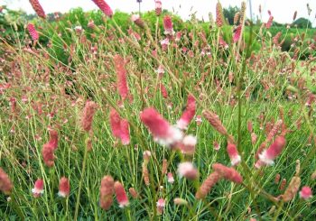 Beleef de lente in je tuin: groene voorjaarsbeurs Dorpshuus.