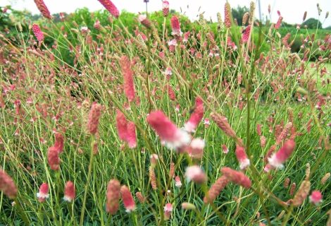 Beleef de lente in je tuin: groene voorjaarsbeurs Dorpshuus.