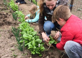 Tijd voor oogsten in Schooltuin Gouden Emmer