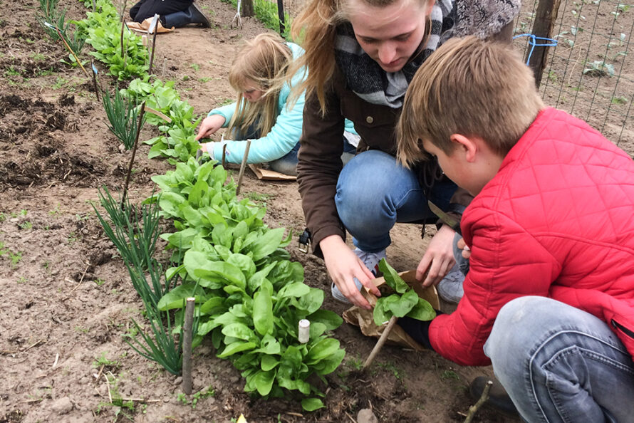 Tijd voor oogsten in Schooltuin Gouden Emmer