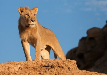 Oud-Heinose met film over woestijnleeuwen in HOFtheater