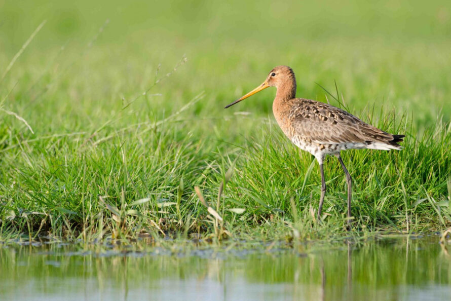 Open avond geeft inzicht in werk weidevogelwerkgroep