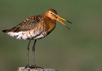 Weidevogelavond met film van natuurfotograaf Booi