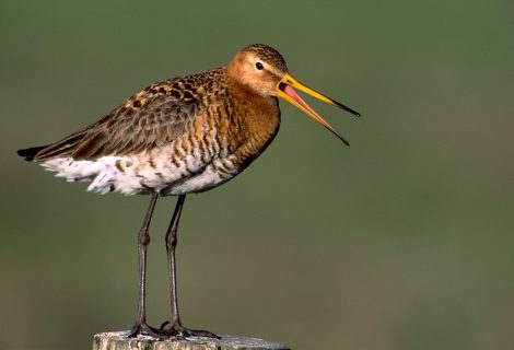 Weidevogelavond met film van natuurfotograaf Booi