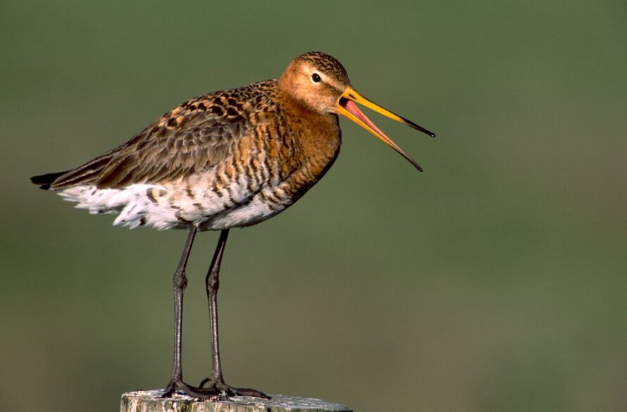 Weidevogelavond met film van natuurfotograaf Booi