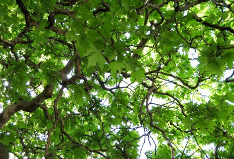 Raaltenaar wil compensatie voor bomenkap bij N35