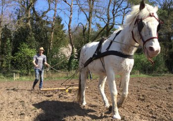 Spikkel aan het werk bij Supermarkt in het Bos