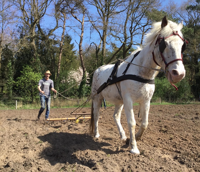 Spikkel aan het werk bij Supermarkt in het Bos