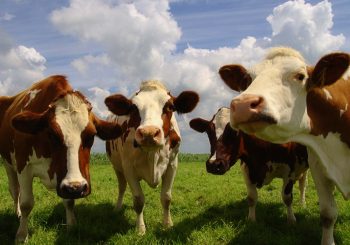 Proef het boerenleven op de Rosahoeve