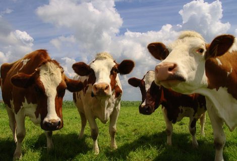 Proef het boerenleven op de Rosahoeve