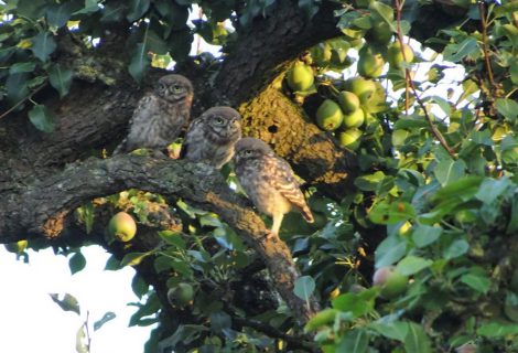 3 jonge steenuilen gespot aan de Molenweg