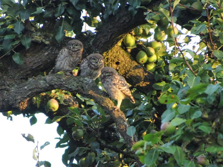 3 jonge steenuilen gespot aan de Molenweg