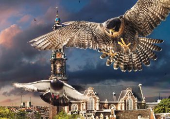 Film in het Dorpshuus: De Wilde Stad