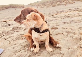 Lezing: "Wat zegt ie dan?" in Dorpshuus