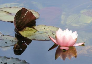 Onthaasten en "ont-moeten" met Meditatiegroep Heino