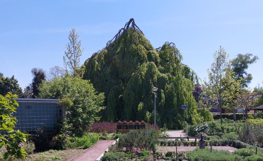 De Treurbeuk in Heino is toch de mooiste boom van Nederland?