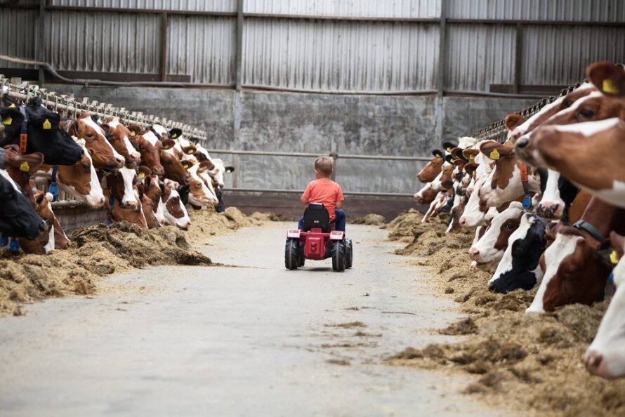 Ontdek het boerenleven op de Open Boerderijdag bij de Familie Kleverkamp